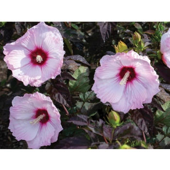 HIBISKUS Ketmia bagienny różowo biały bordowy liść