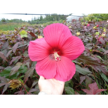 HIBISKUS Ketmia bagienny różowy bordowy liść