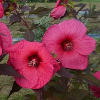 HIBISKUS Ketmia bagienny różowy bordowy liść