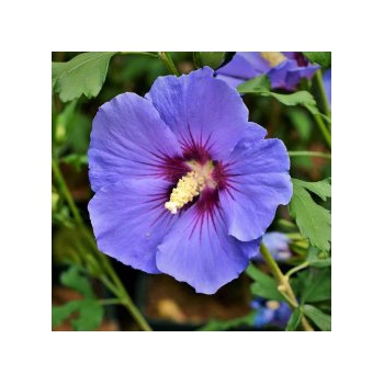 HIBISKUS niebiesko-fioletowy - sadzonki 10 / 15 cm
