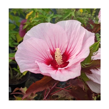 HIBISKUS Ketmia bagienny różowo biały bordowy liść