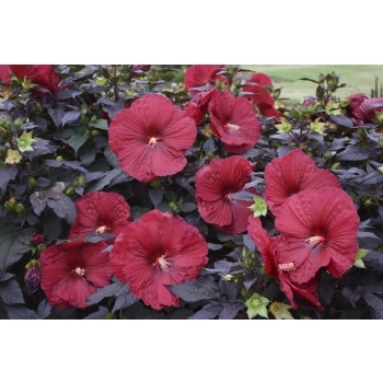 HIBISKUS Ketmia bagienny czerwony bordowy liść