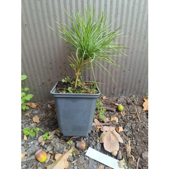 SOSNA HIMALAJSKA długie igły - sadzonki 15 / 25 cm