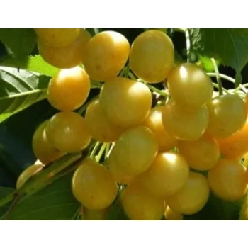 CZEREŚNIA żółto- biała bardzo duże owoce - sadzonki 50 / 80 cm