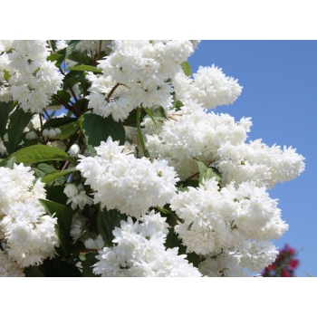 ŻYLISTEK białe kwiatki - sadzonki 50 / 70 cm