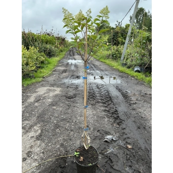 HORTENSJA BIAŁA NA WIELOPNIU- sadzonki 80 / 100 cm