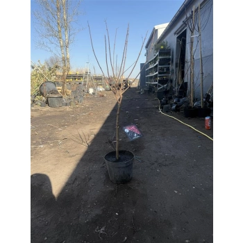 HORTENSJA CZERWONA SZCZEPIONA na pniu - sadzonki 100 / 120 cm