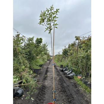 HORTENSJA VANILLE FRAISE na pniu - sadzonki 160 / 180 cm