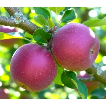 JABŁOŃ LOBO W DONICY miękkie smaczne - sadzonki 110 / 140 cm