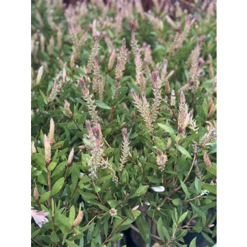 KUFLIK na pniu długo kwitnący sadzonka - 90 / 120 cm