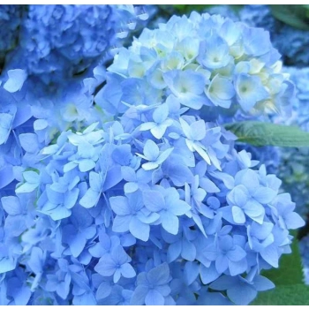HORTENSJA ogrodowa Nikko Blue - sadzonki 10 / 15 cm