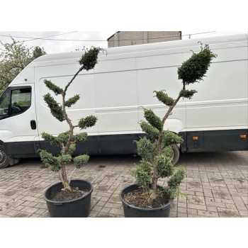 BONSAI BONZAJ JAŁOWIEC WIELE KUL - sadzonki 180 / 210 cm
