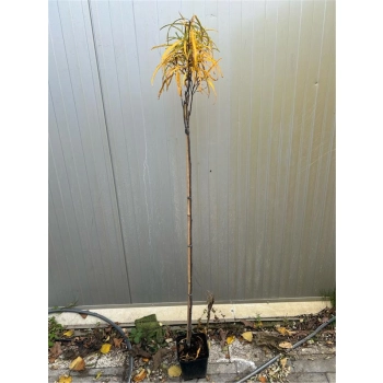 KRUSZYNA SZCZEPIONA NA PNIU POSPOLITA ASPLENIFOLIA MIODODAJNA - sadzonki 120 / 140 cm