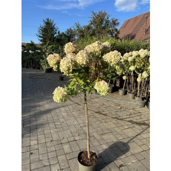 HORTENSJA NA PNIU RÓŻOWO - PISTACJOWA sadzonki 150 / 170 cm