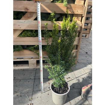 CIS POŚREDNI HILLII - sadzonki 40 / 50 cm