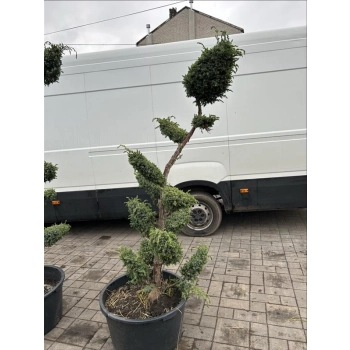 BONSAI BONZAJ JAŁOWIEC WIELE KUL - sadzonki 180 / 210 cm