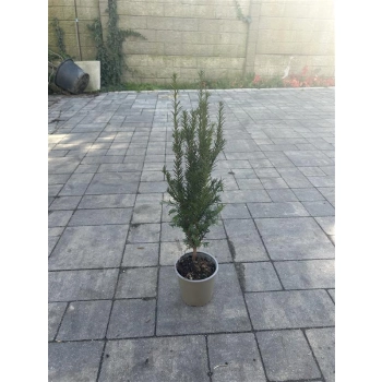 CIS POSPOLITY NA ŻYWOPŁOT - sadzonki 40 / 50 cm