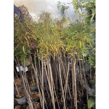 KRUSZYNA SZCZEPIONA NA PNIU POSPOLITA ASPLENIFOLIA MIODODAJNA - sadzonki 120 / 140 cm