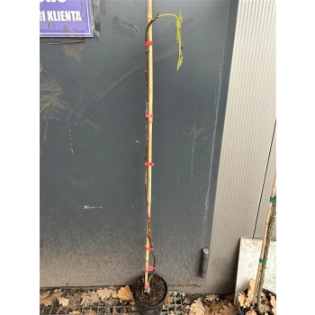 FIGA NA PNIU - sadzonki 120 / 140 cm
