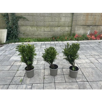 CIS POŚREDNI GROENLAND KULISTY POKRÓJ - sadzonki 30 / 40 cm