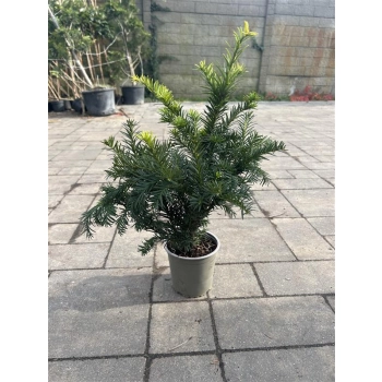 CIS POSPOLITY REPANDENS - sadzonki 40 / 50 cm