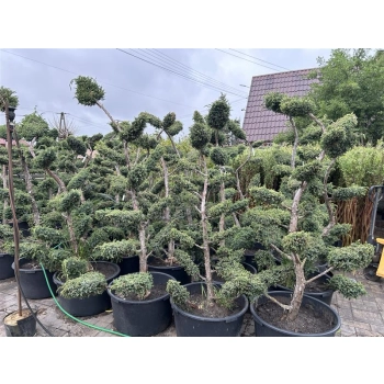 BONSAI BONZAJ JAŁOWIEC WIELE KUL - sadzonki 180 / 210 cm