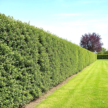 IRGA żywopłot PAKIET 10 sztuk - sadzonki 80 / 120 cm