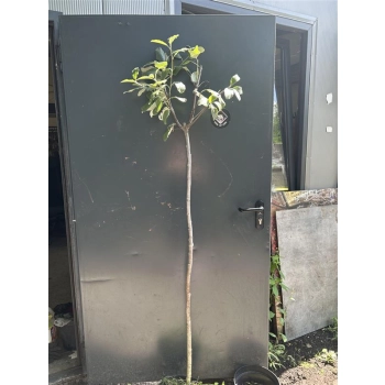 JARZĄB SZWEDZKI szczepiony na pniu kulisty oryginał - sadzonki 160 / 180 cm