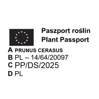 PODWÓJNE DRZEWKO OWOCOWE DUO CZEREŚNIA KORDIA + WIŚNIA GRONIASTA - sadzonki 120 / 140 cm