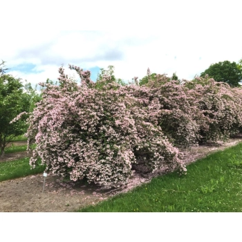 KOLKWICJA miododajne - sadzonki 15 / 30 cm