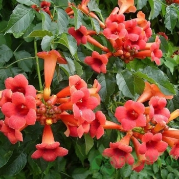 MILIN AMERYKAŃSKI SZCZEPIONY Gabor - sadzonki 80 / 100 cm