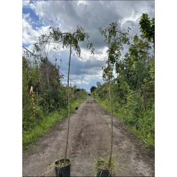 KARAGANA szczepiona na pniu szerokolistna zwisająca - sadzonki 160 / 180 cm