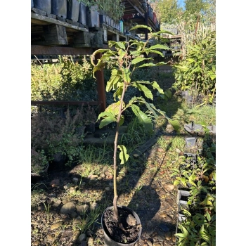 KASZTANOWIEC jadalny miododajny odporny na mróz - sadzonki 80 / 100 cm