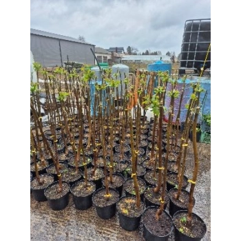 CATALPA KATALPA MINIATURA na pniu kulista szczepiona - sadzonki 100 / 120 cm