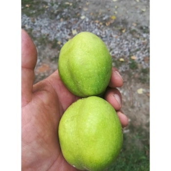 ORZECH WŁOSKI JACEK duże orzechy - sadzonki 40 / 60 cm