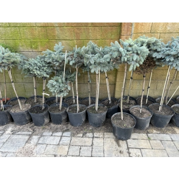 Świerk Glauca Globosa na Pniu szczepiony - sadzonki 80 / 100 cm