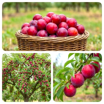 ŚLIWA ROSYJSKA odporna na mróz - sadzonki 90 / 140 cm