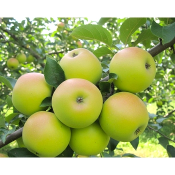 JABŁOŃ KOSZTELA stara odmiana smak dzieciństwa - sadzonki 110 / 140 cm