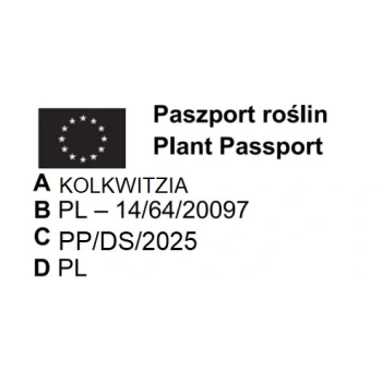 KOLKWICJA miododajne - sadzonki 15 / 30 cm