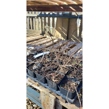 KOLKWICJA miododajne - sadzonki 15 / 30 cm