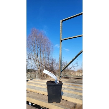 KOLKWICJA miododajne - sadzonki 15 / 30 cm