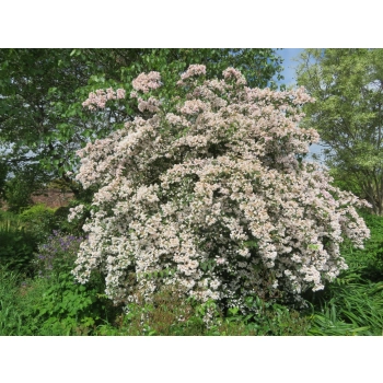 KOLKWICJA miododajne - sadzonki 15 / 30 cm