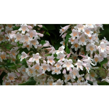 KOLKWICJA miododajne - sadzonki 15 / 30 cm