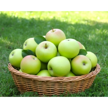 JABŁOŃ KOSZTELA stara odmiana smak dzieciństwa - sadzonki 110 / 140 cm