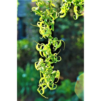 WIERZBA BABILOŃSKA pokręcona duża roślina - sadzonki 60 / 80 cm