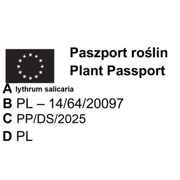 KRWAWNICA Pospolita - sadzonki 20 / 30 cm