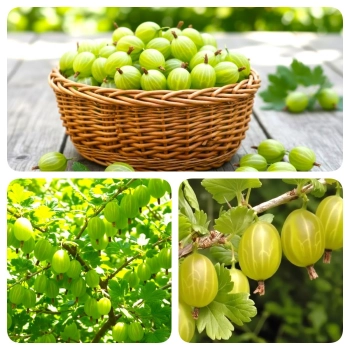 AGREST krzak duży zielony bardzo słodki - sadzonki 30 / 50 cm