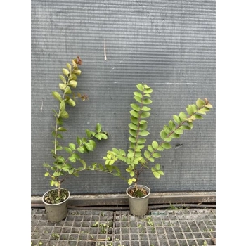 LAGERSTROEMIA bez południa fioletowa SADZONKA 2 LETNIA PRZYCIĘTA - sadzonki 50 / 70 cm