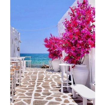 LAGERSTROEMIA bez południa różowa SADZONKA 2 LETNIA PRZYCIĘTA - sadzonki 50 / 70 cm