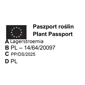 LAGERSTROEMIA jasnoróżowa bez południa sadzonki - 120 / 150 cm